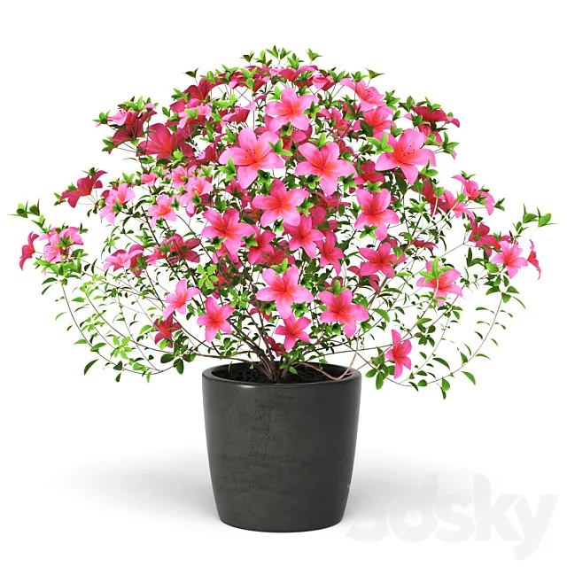 Azalea Plant 3D Model Azalea Plant 3D Model