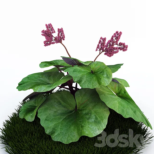 Badan. 3DModel Badan. 3DModel