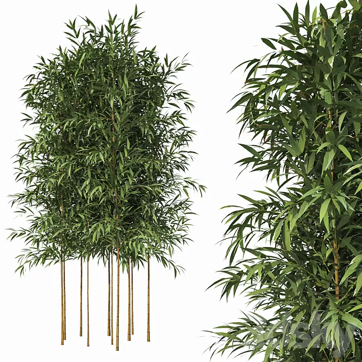 Bamboo 10 Models 3D Model Free Download