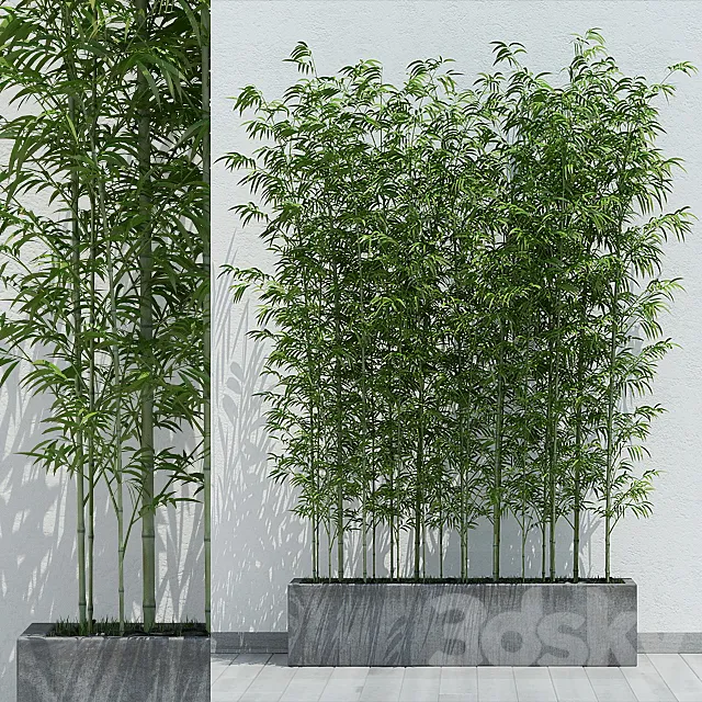 Bamboo 2 3DModel