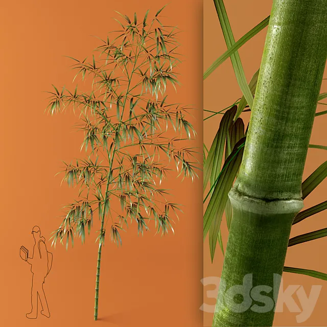 bamboo 3DModel