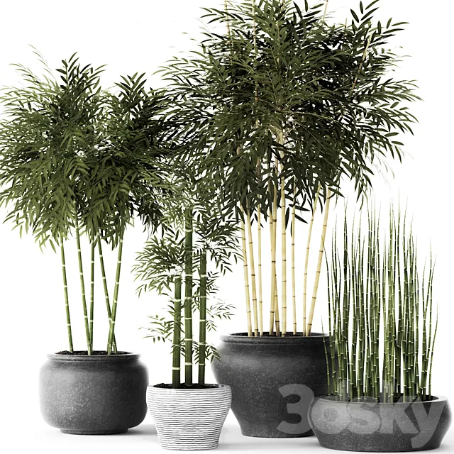 Bamboo and Equisetum flower pot bamboo bush thickets bamboo pot flowerpot outdoor horsetail 3D Model Bamboo and Equisetum flower pot bamboo bush thickets bamboo pot flowerpot outdoor horsetail 3D Model
