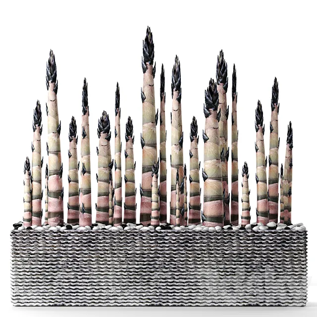 Bamboo. Bamboo shoots china japan decorative indoor outdoor pot flowerpot carved stone 3D Model Bamboo. Bamboo shoots china japan decorative indoor outdoor pot flowerpot carved stone 3D Model