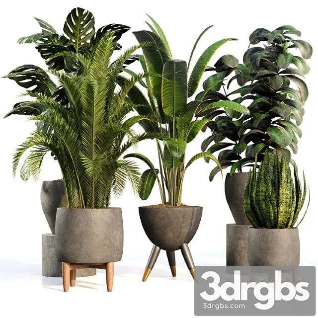 Bamboo Censoria Indoor Plant Set 01 3D Model Download