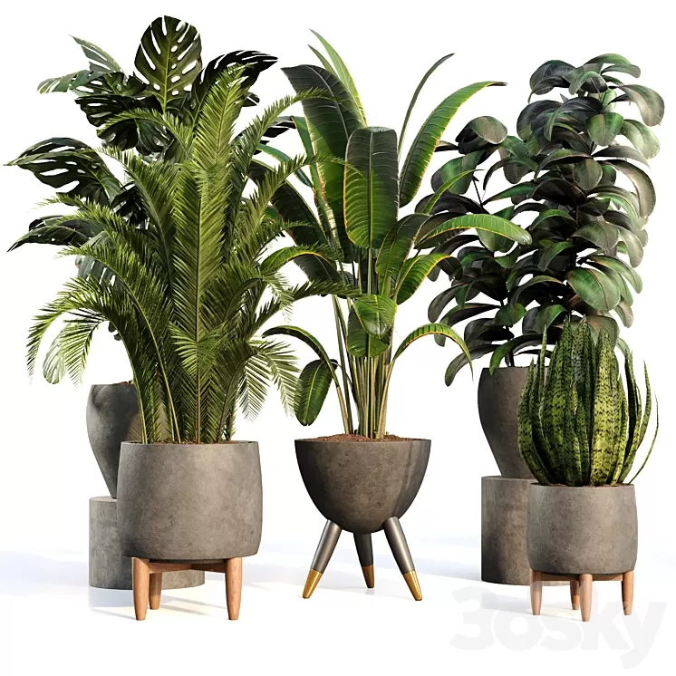 bamboo-Censoria-Indoor plant set 01 3D Model Free Download