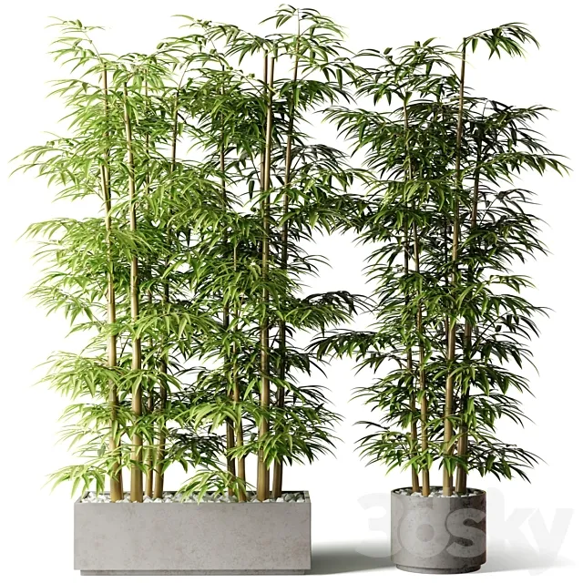 Bamboo in rectangular and round pots 3D Model