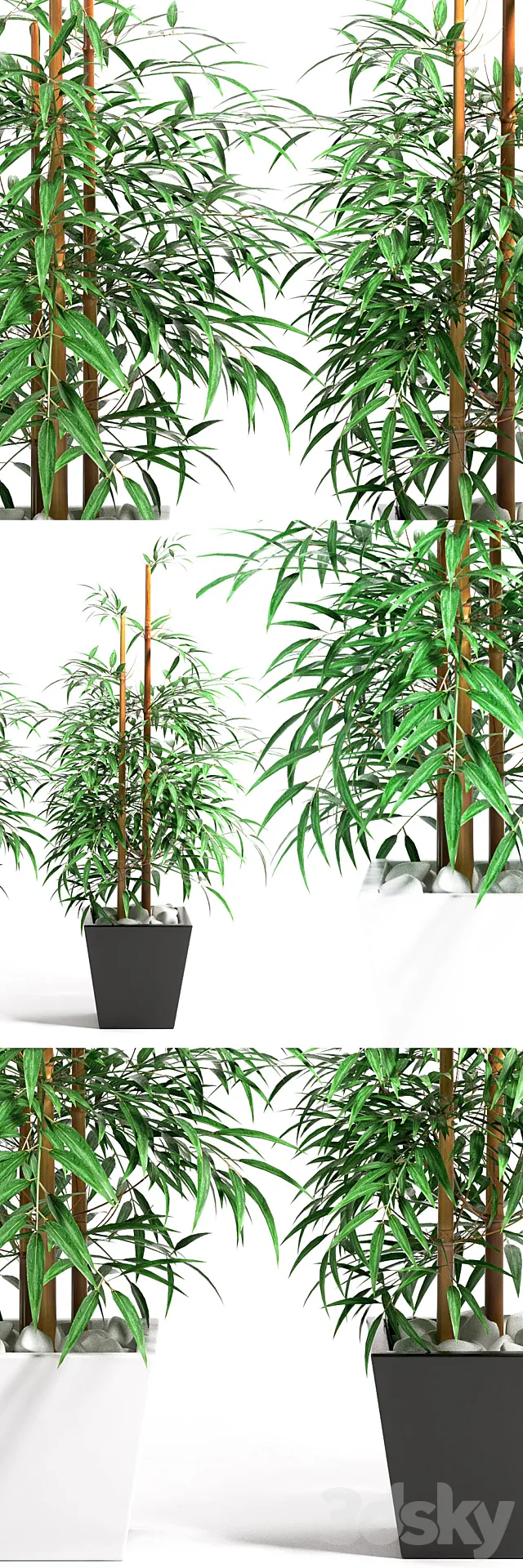 BAMBOO PLANT 11 3DModel BAMBOO PLANT 11 3DModel