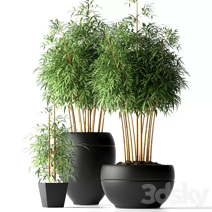 BAMBOO PLANTS 18 3D Model BAMBOO PLANTS 18 3D Model