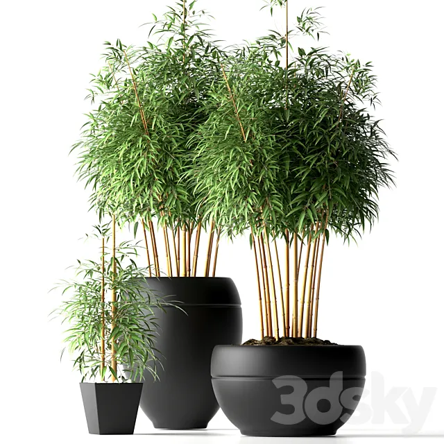 BAMBOO PLANTS 18 3DModel BAMBOO PLANTS 18 3DModel