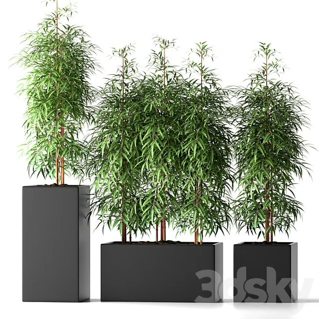 BAMBOO PLANTS 20 3DModel BAMBOO PLANTS 20 3DModel