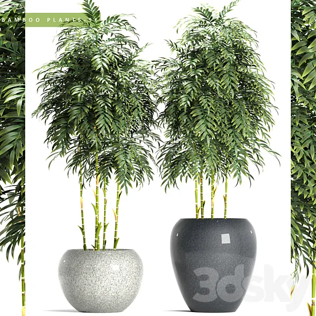 BAMBOO PLANTS 96 3DModel BAMBOO PLANTS 96 3DModel