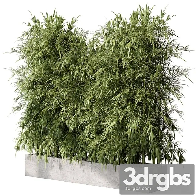 Bamboo plants – outdoor plants 468 Bamboo plants – outdoor plants 468