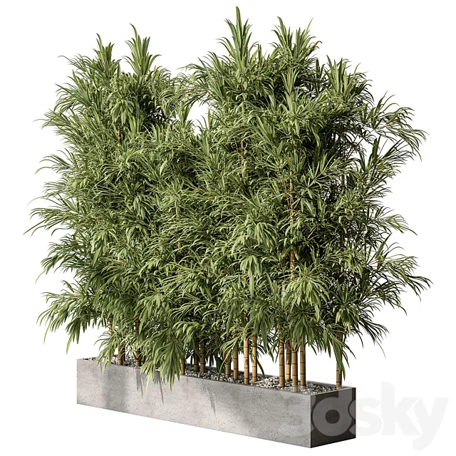 Bamboo Plants – Outdoor Plants 469 3DModel