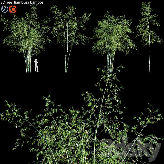 Bambusa bambos 01 3D Model Bambusa bambos 01 3D Model