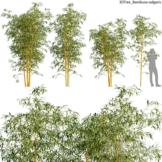 Bambusa vulgaris 01 3D Model Bambusa vulgaris 01 3D Model
