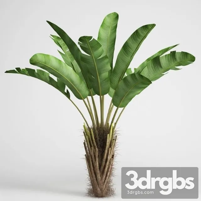 Banana 3D Model Download