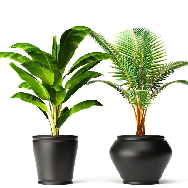 banana and coconut palm small coconut tree banana bush flower pot flowerpot 3D Model banana and coconut palm small coconut tree banana bush flower pot flowerpot 3D Model