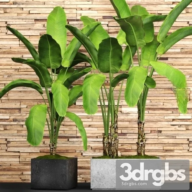 Banana Big Set Plant 3D Model Download