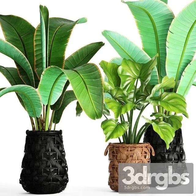 Banana Bush 3D Model Download