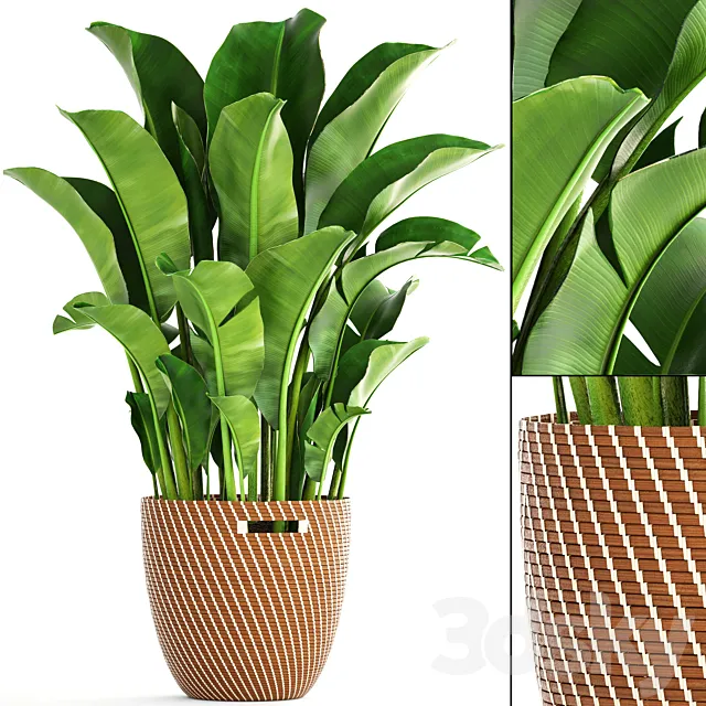 Banana palm 1. banana palm basket rattan decorative room interior pot bush strelitzia 3D Model Banana palm 1. banana palm basket rattan decorative room interior pot bush strelitzia 3D Model