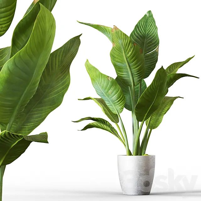 Banana palm 3DModel Banana palm 3DModel