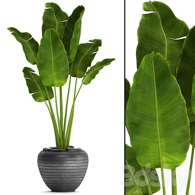 Banana palm in the pot 4. flowerpot decorative black loft decor room 3D Model Banana palm in the pot 4. flowerpot decorative black loft decor room 3D Model