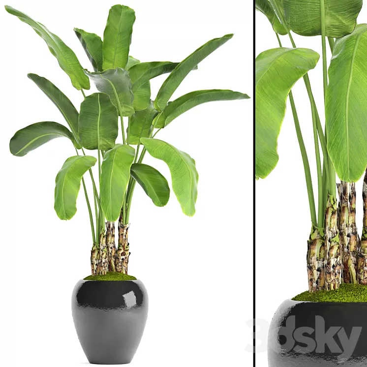 Banana palm in the pot 5. Strelitzia bush flowerpot flower 3D Model Banana palm in the pot 5. Strelitzia bush flowerpot flower 3D Model