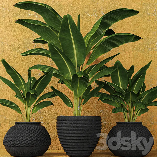 Banana palms. 3 pcs. flower pot flowerpot outdoor exotic 3D Model Banana palms. 3 pcs. flower pot flowerpot outdoor exotic 3D Model