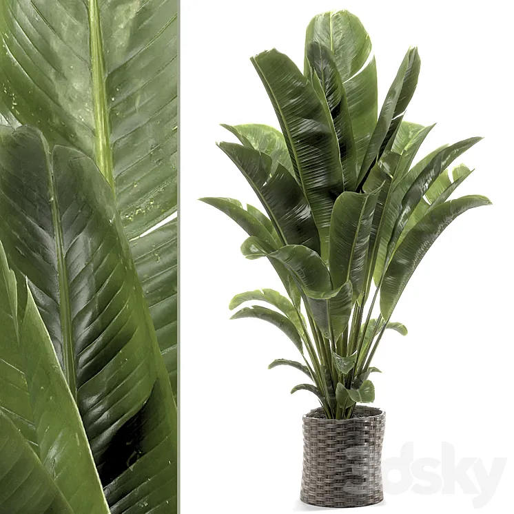 banana plant 012 3D Model Free Download