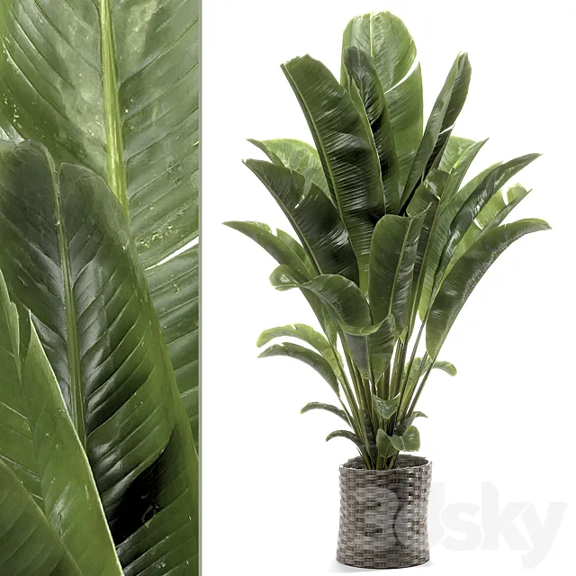 banana plant 012 3D Model