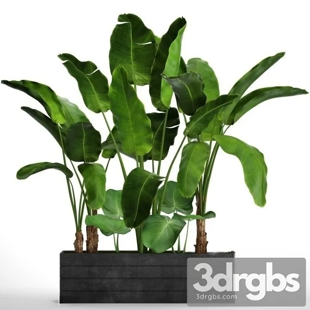 Banana S Set 3D Model Download