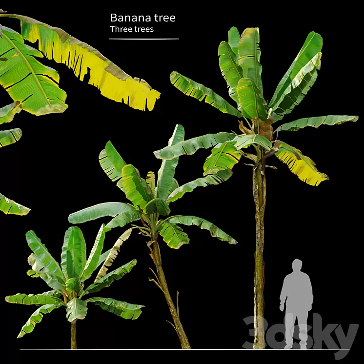 Banana Tree 3D Model Banana Tree 3D Model