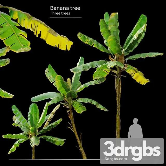 Banana Tree 6 3D Model Download Banana Tree 6 3D Model Download