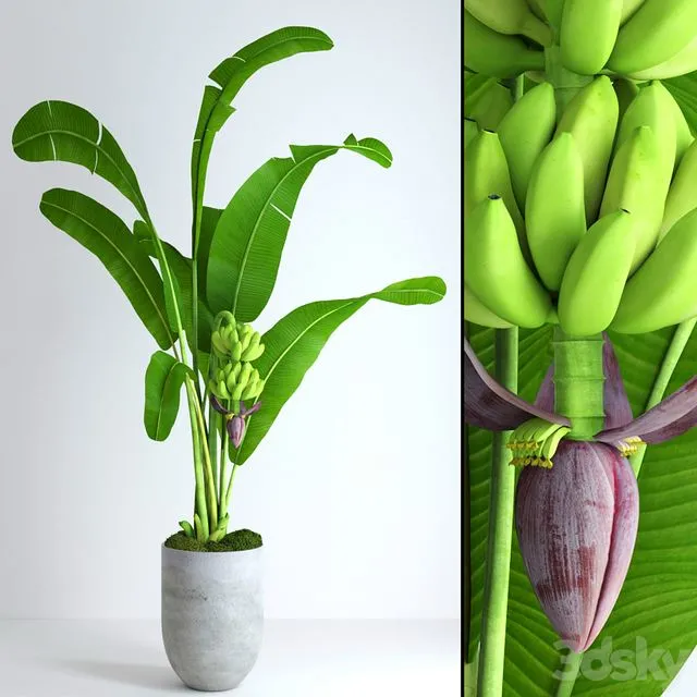 Banana tree with moss 3D Model Banana tree with moss 3D Model