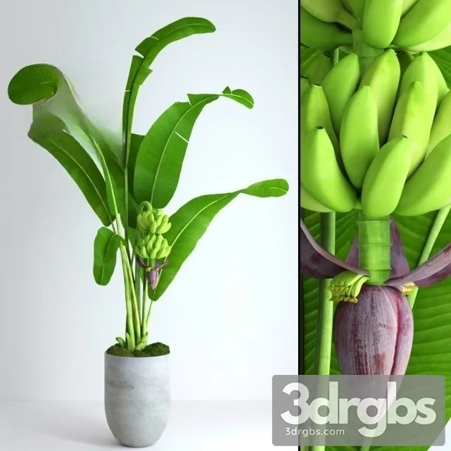 Banana Tree With Moss 3D Model Download