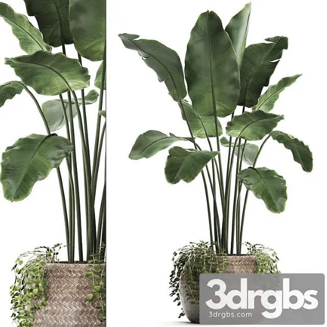 Bananovaia Palma 412 Korzina Rotang Banan Komnatnyi Banan Dekorativnyi Eko Dizain 3D Model Download