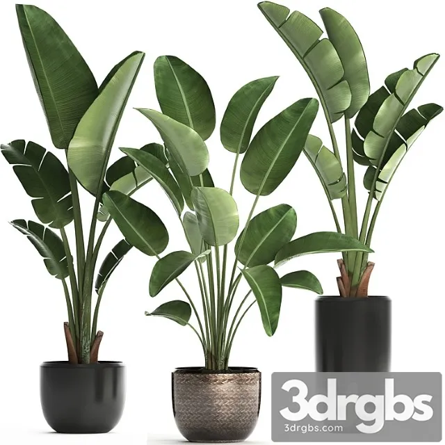 Bananovaia Palma 444 Strelitsiia Gorshok Vazon Komnatnoe Rastenie Strelitsiia 3D Model Download