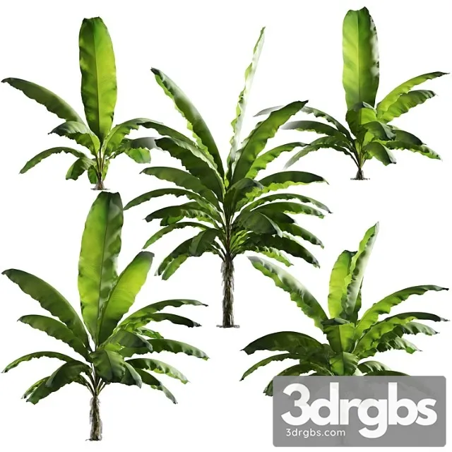 Bananovaia Palma Nabor Iz 5 Modelei 3D Model Download Bananovaia Palma Nabor Iz 5 Modelei 3D Model Download