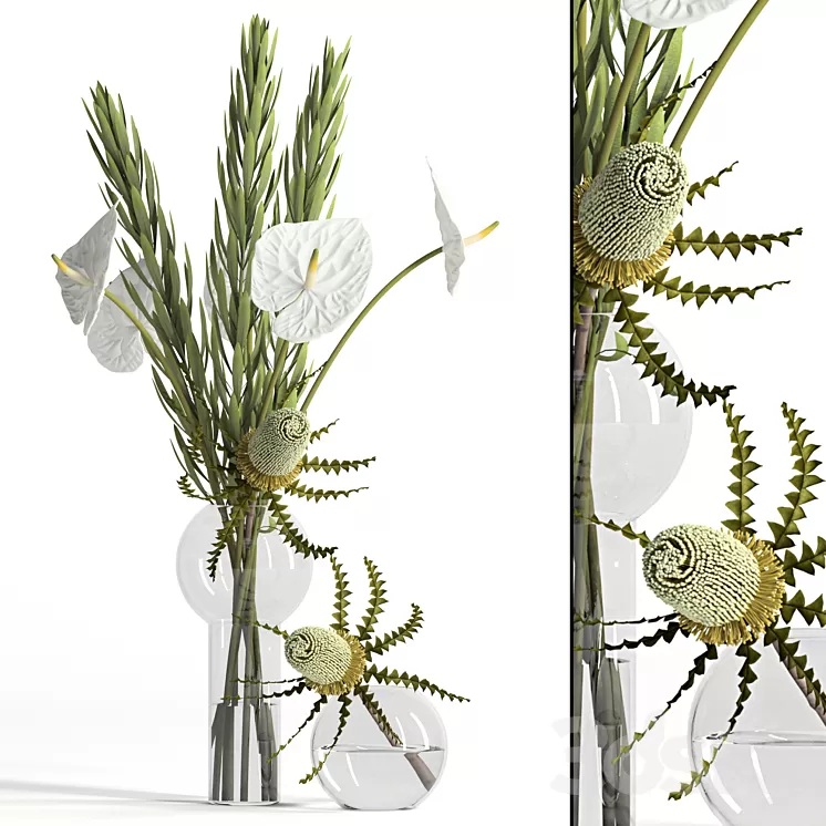 Banksia anthurium and Leucadendron 3D Model