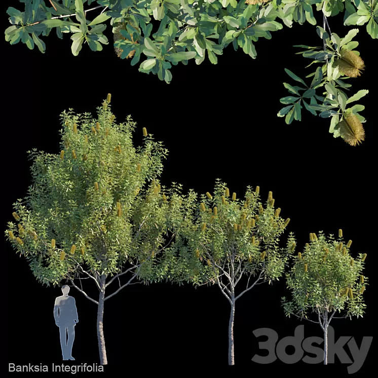 Banksia Integrifolia 3D Model