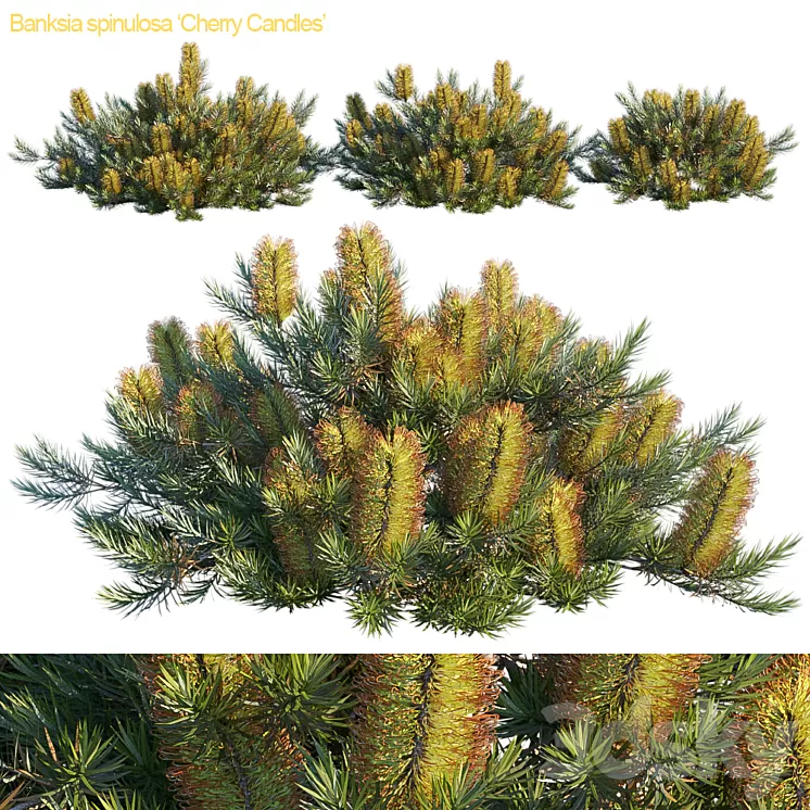 Banksia spinulosa | Cherry candles 3D Model Banksia spinulosa | Cherry candles 3D Model