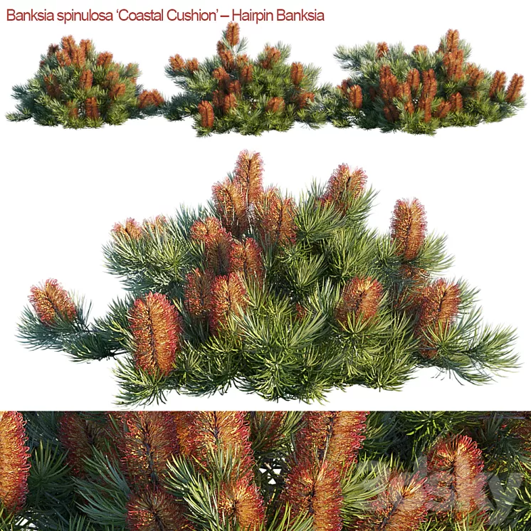Banksia spinulosa | Coastal Cushion | Hairpin banksia 3D Model Banksia spinulosa | Coastal Cushion | Hairpin banksia 3D Model