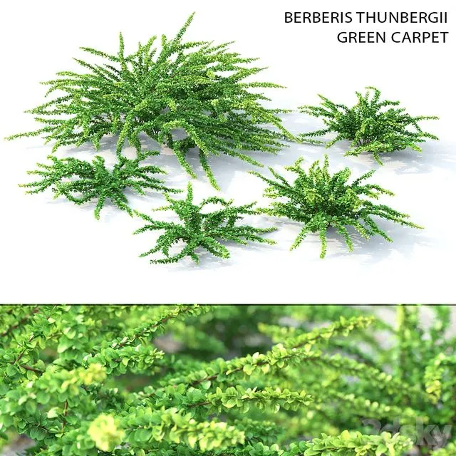 Barbaris Tunberga Green Carpet 3D Model