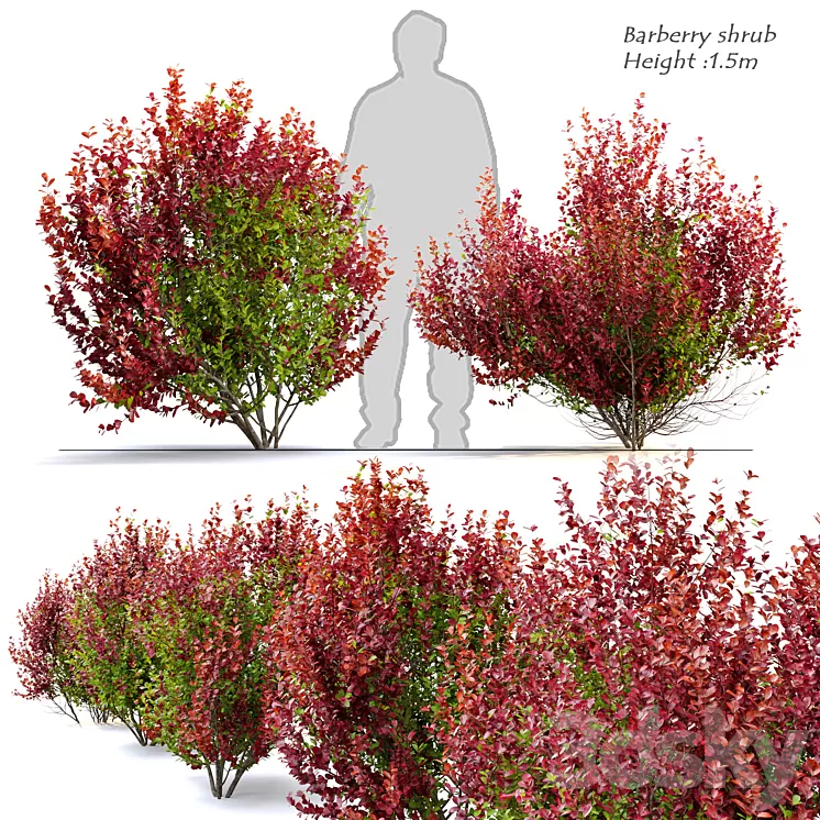 Barberry shrub 3D Model