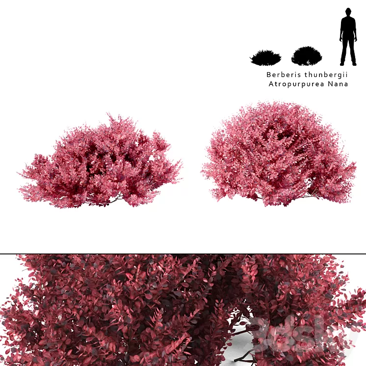 Barberry Thunberg bush | Berberis thunbergii Atropurpurea Nana 3D Model Barberry Thunberg bush | Berberis thunbergii Atropurpurea Nana 3D Model