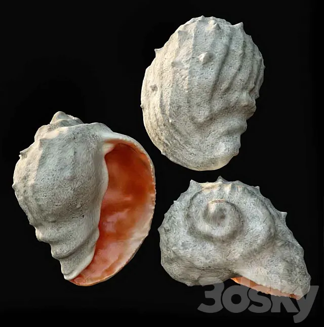 Barnacle 3DModel Barnacle 3DModel