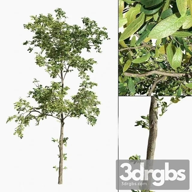 Barringtonia 03 3D Model Download Barringtonia 03 3D Model Download