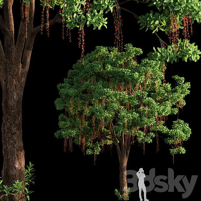 Barringtonia Acutangula 03 3D Model