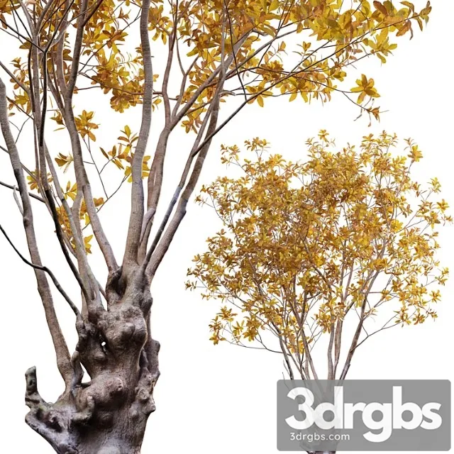 Barringtonia acutangula – fall Barringtonia acutangula – fall