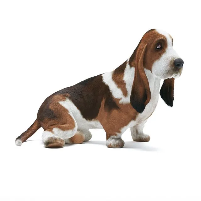 Basset Hound 3D Model